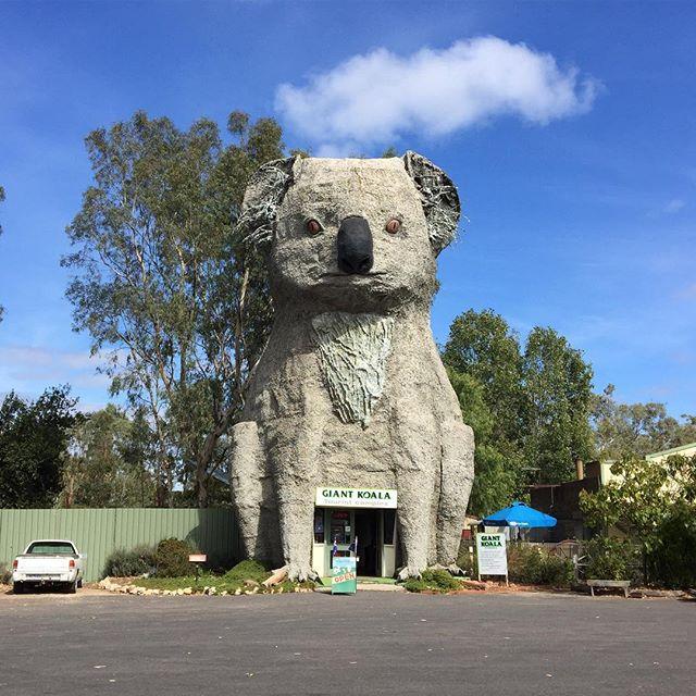SimpleLivingBA's tweet image. Passed the giant koala on the way home #weekendtrip🚗 bit.ly/2WLL9uI