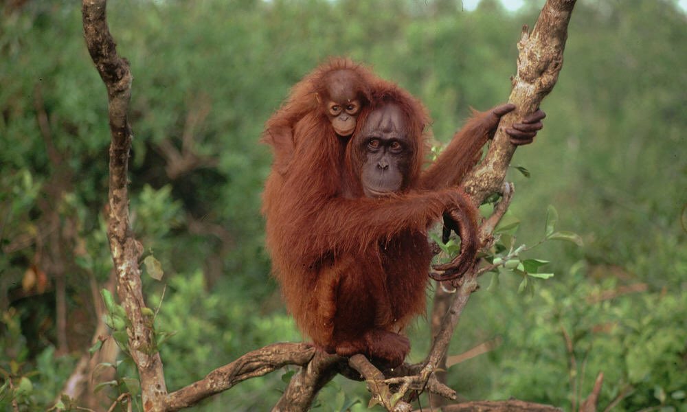 PlunderedPlanet's tweet image. Bornean Orangutans.
Their population has declined by more than 50% due to deforestation for palm oil plantations.
#extincioncrisis 
#palmoilcrisis