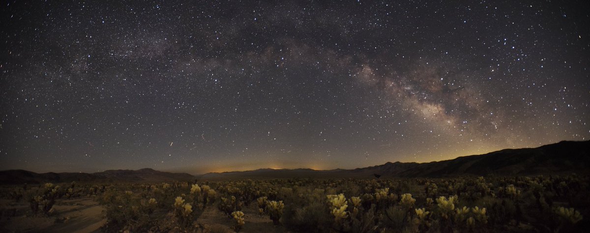 Milky Way over the Cholla Cactus Garden. 17mm, f/2.8, 25 seconds, ISO 3200, headlamp lighting cholla from right side; moonlight lighting landscape. Photo: NPS / Hannah Schwalbe #DarkSkyWeek #ParkSkies