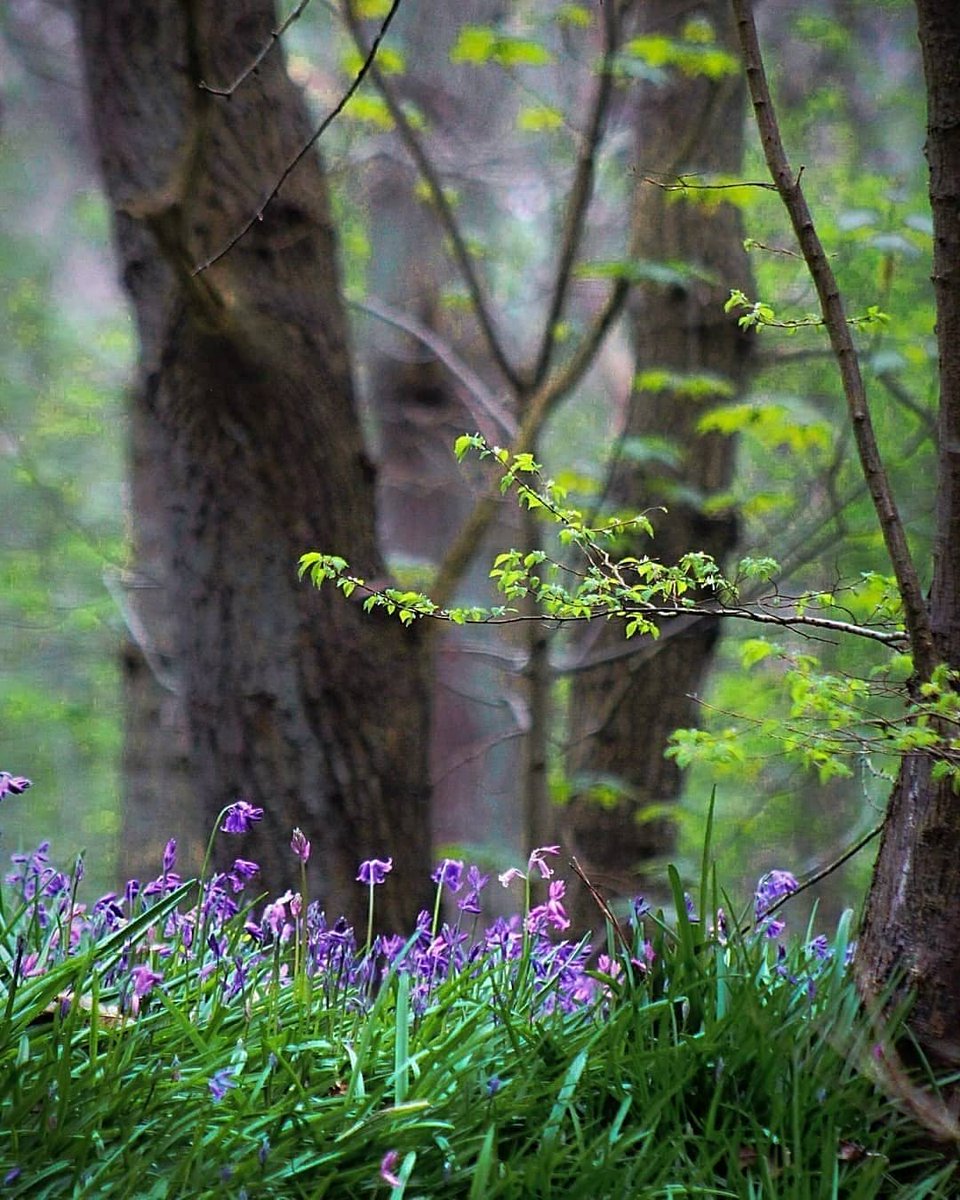зеленый цвет в природе. лето зелень. лесная свежесть. летний лес. самый красивый лес.
