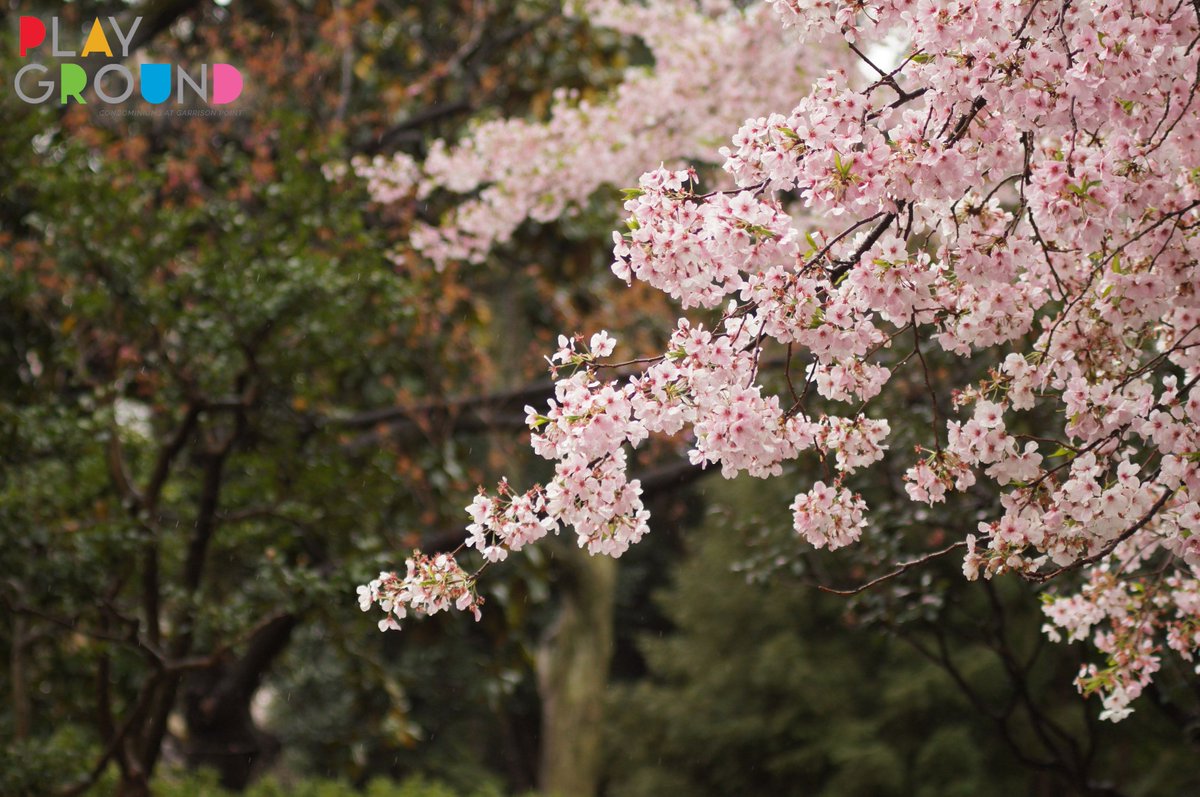 Play_Gr0und's tweet photo. The #TrinityBellwoods cherry blossoms are predicted to bloom late April or early May! This is an amazing spot to take a walk and embrace this sign of spring and breathe in the aromas of this stunning flower. #PlaygroundCondos https://t.co/o09OV1Fuj4 🌸 https://t.co/Golrrb24eB