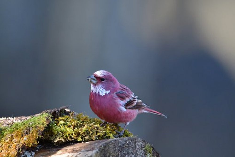 birdsandstyles's tweet image. Like and share this pure awesomeness!

Love Birds? Visit us at: bit.ly/birdlovers17/

#birdmodel #birdnecklace #birdofpardise