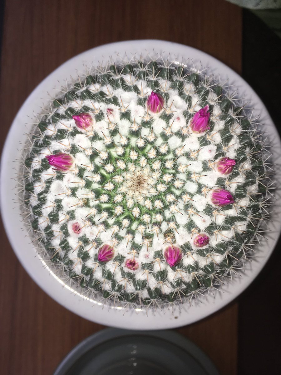EngRosarian's tweet photo. Keep a record. 7/4/2019
#cactus #Mammillaria #dealbata #内裏玉 #サボテン https://t.co/yeTbK4pHTd