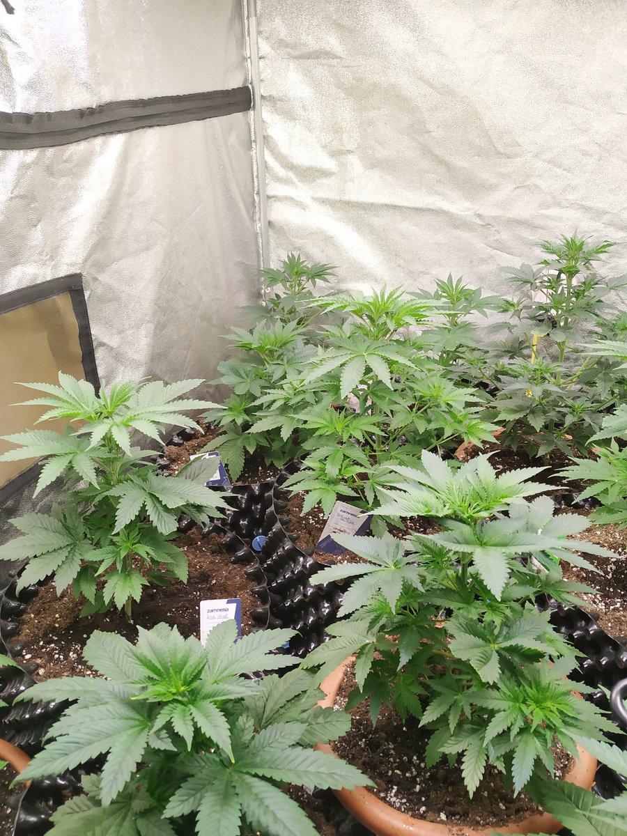 Enjoying the summer breeze ;)

happy and eating up @ColdWarOrganics and breathing in <a href="/tnbnatural/">TNB Naturals</a> #ColdWarGrown