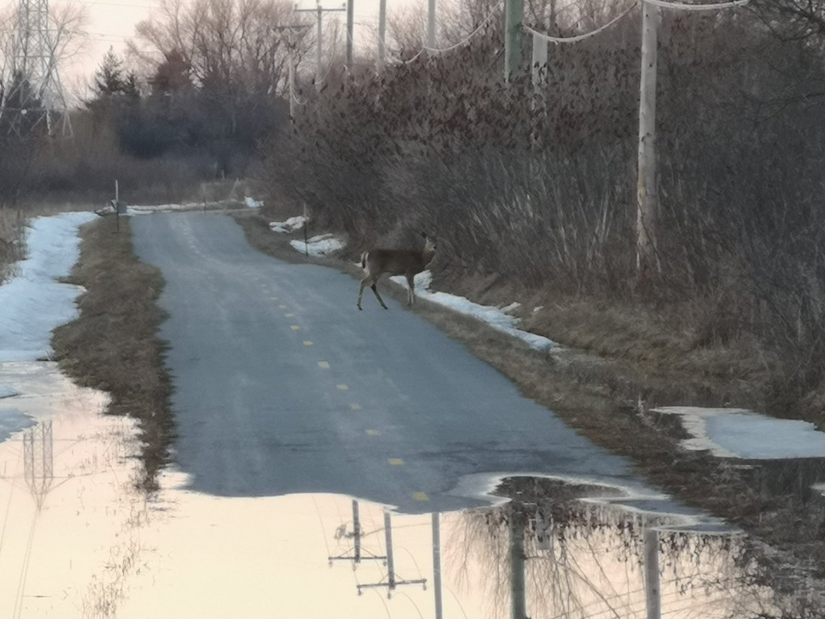 Nicolas_CLaunay's tweet photo. Première sortie de vélo de l'année, et regardez qui j'ai croisé sur mon chemin. Une autre belle raison de sauver l'Anse-à-l'Orme. @lAnsealOrme #WildMontreal https://t.co/tYASfrFcSz