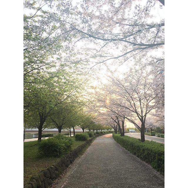 panepanpon's tweet photo. 朝5���30スタートのお花見ウォーキング👟2週間目突入👏
#まだまだ見頃 #桜 #cherryblossom #お花見 #朝ウォーキング #早起きは三文の徳 #goodmorning https://t.co/Y2LbmHCtmH https://t.co/m7vuKrcgHK
