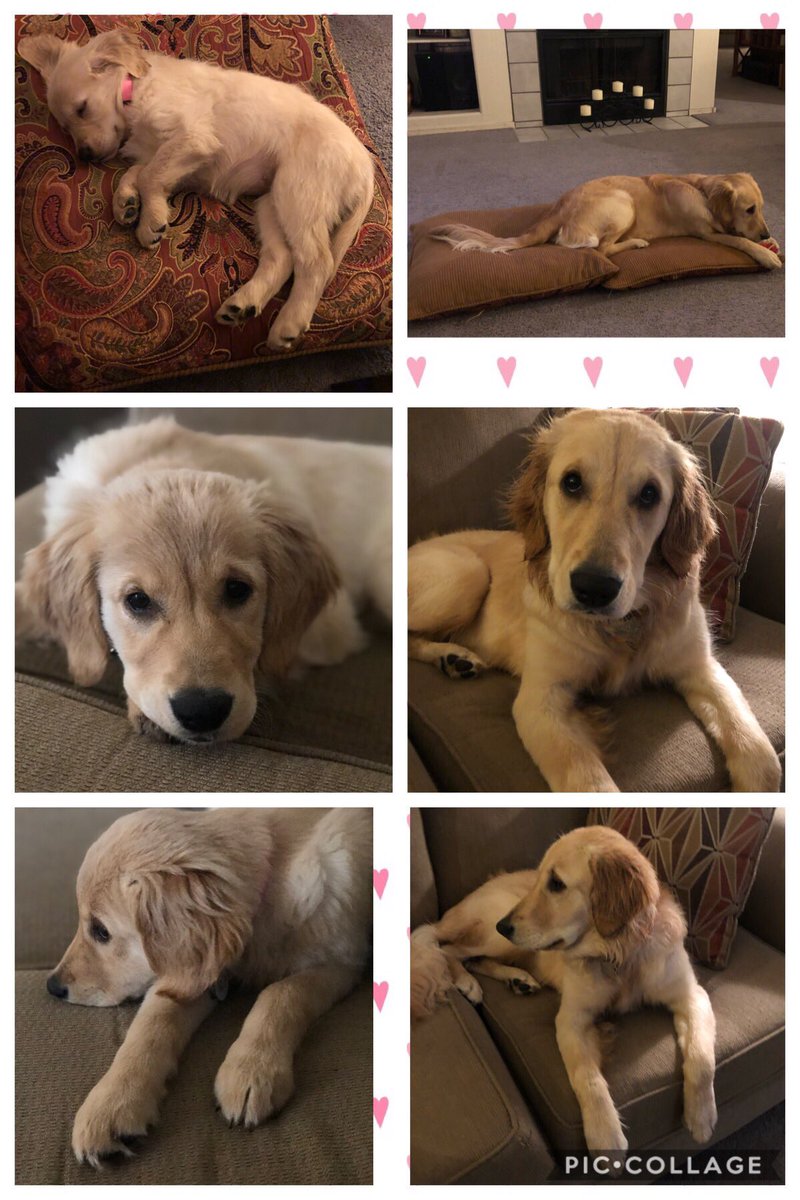 BMW1002's tweet photo. Kona ❤️💛🖤 #Golden #GoldenRetriever #PuppyLove #DogCelebration #FurBaby #11mos #PuppyLife #StayGolden https://t.co/7b86mP1qXz