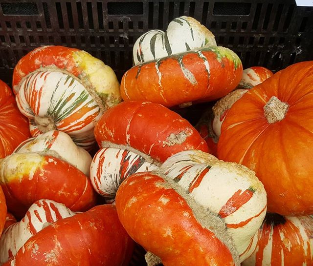 theKitchenLab_'s tweet photo. It's squash season in Australia! I miss eating these glorious creatures. The ones I can get in Germany just don't really cut it. At least the ones I've been able to find so far. These ones in the photo are Turk's Turban…

📸 https://t.co/NK52CDS5cr via https://t.co/BtlgR7v4EV https://t.co/tGKjndoP65