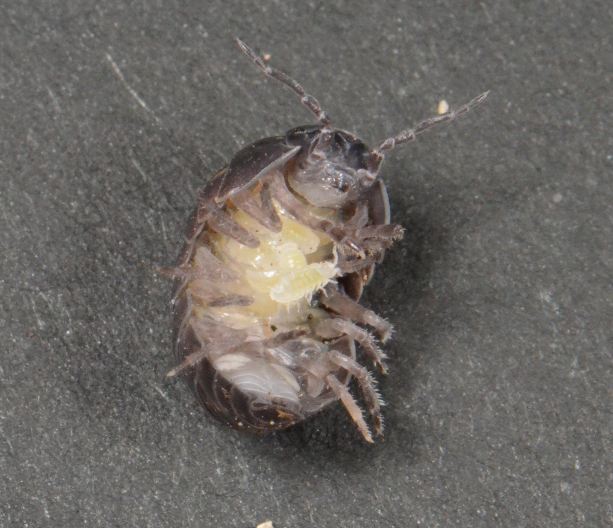 豊田ホタルの里ミュージアム Twitterissa ダンゴムシとワラジムシ その 卵は腹部の腹面側にあ 育房 という袋の中に産みます そこで 卵からふ化した幼生は一時をそこで過ごし ある程度してから出てきます 写真