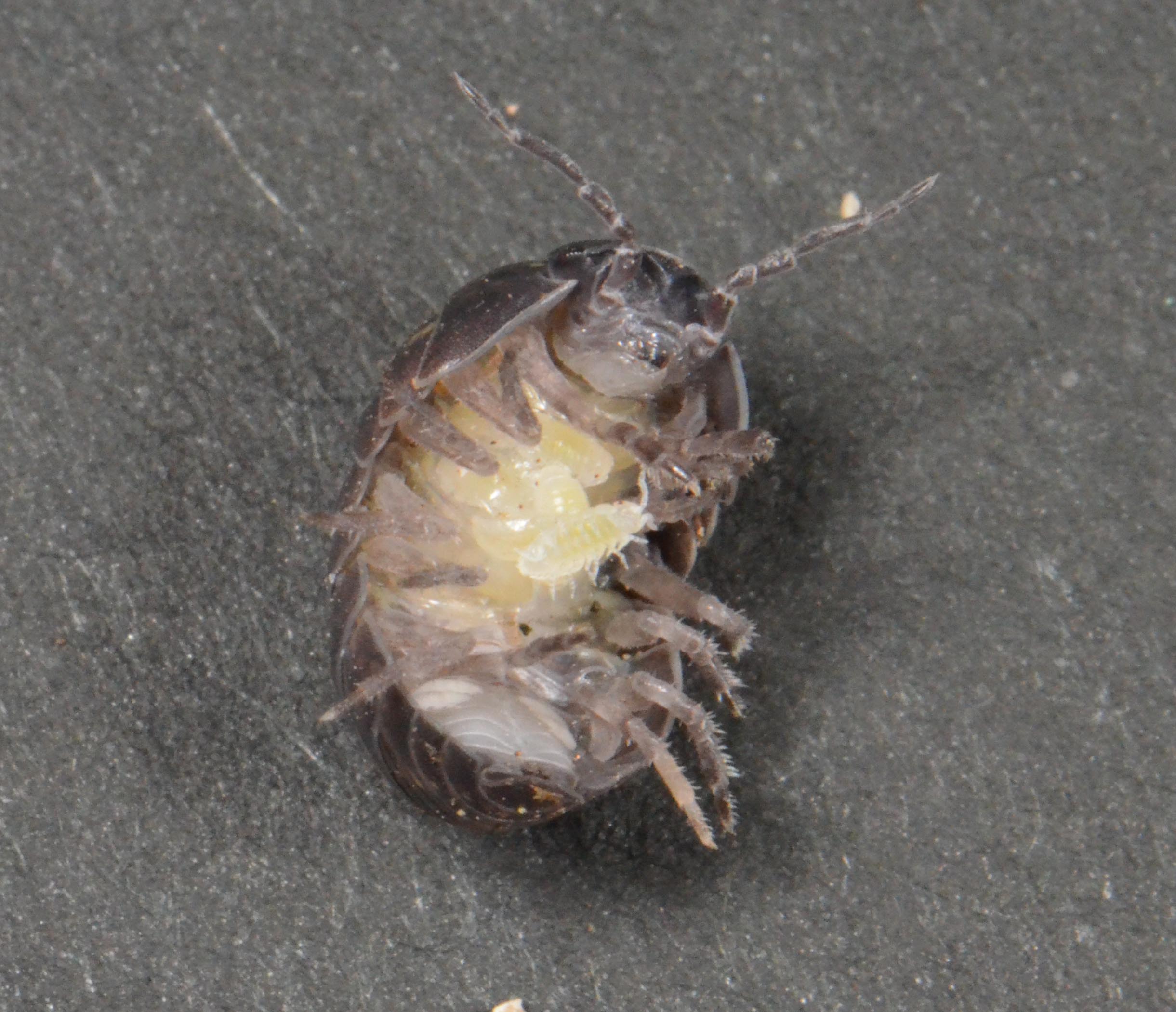 豊田ホタルの里ミュージアム Twitterissa ダンゴムシとワラジムシ その 卵は腹部の腹面側にあ 育房 という袋の中に産みます そこで 卵からふ化した幼生は一時をそこで過ごし ある程度してから出てきます 写真 T Co Yydcs1gj5w Twitter