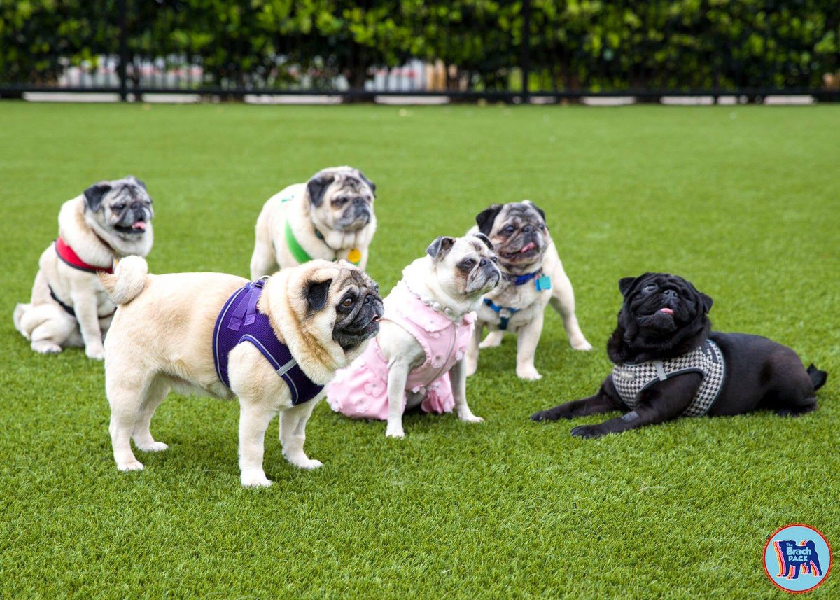 BrachPack's tweet photo. Luckily, Pug Saturday didn’t rain out this time! #brachpack #pug
#PugSaturdaySanJose https://t.co/8h2OV1sMgf