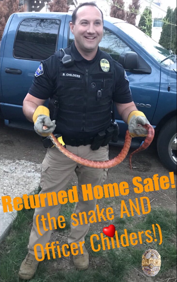 NampaPolice1's tweet photo. Salsa the corn snake has been claimed by her/his owner! 
Thanksssssssssssss for all the shares. 
#SalsatheSnake #CornSnake #SnakeItOff #Childers649
🐍 https://t.co/SarxNSPOcw
