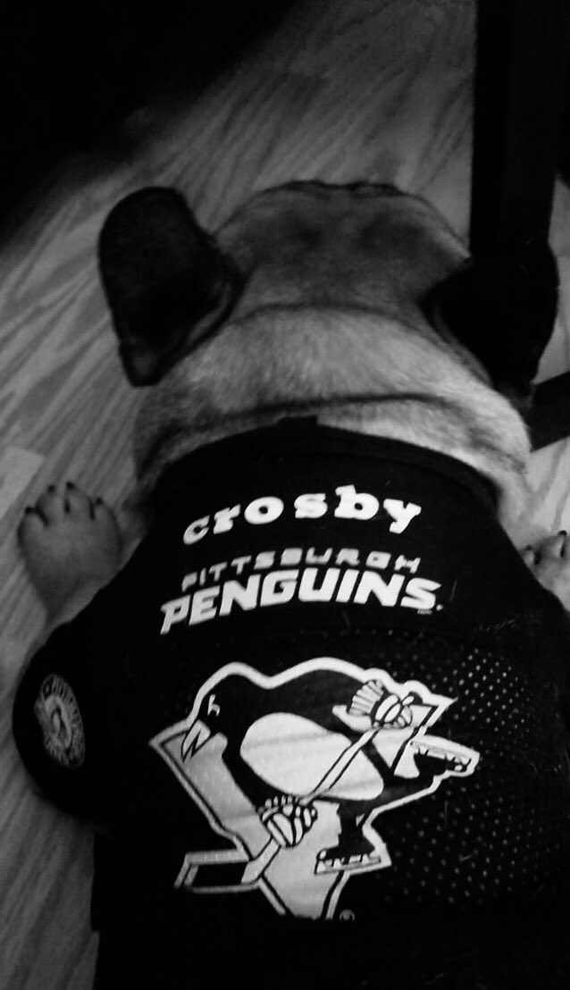RachelleCribb's tweet photo. Crosby’s watchin the game in his jersey! #win87jersey https://t.co/q4tKwzMyYS