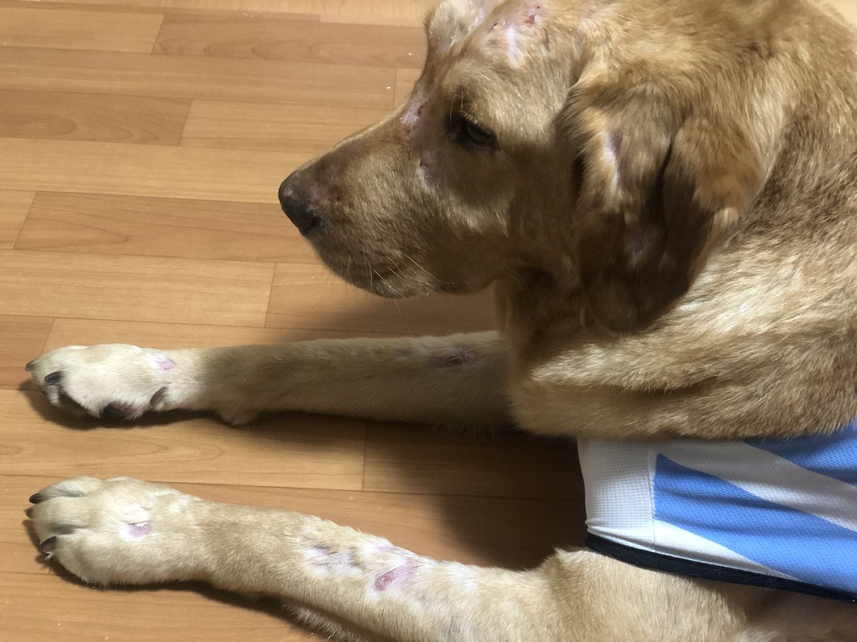 介助犬 Barry バリー 介助犬としての嗜み 他人の物 まで拾ってしまうとマズイ と云う事をbarry自身もキチンと理解してるので 必ず指示があるまで動かず眼で位置を確認して待機している 自宅の中ではbarryにとって危険でない 物 破れた