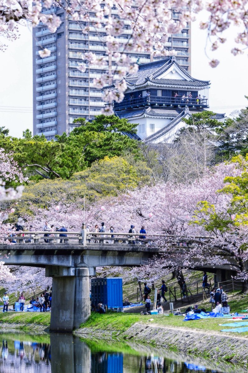 hsho0817's tweet photo. 毎年の楽しみである岡崎公園の桜を3時間掛けてじっくり撮影できた🌸
去年より良い写真が撮れた気がする。
（全部150-600mmレンズにて撮影）
#岡崎公園 #桜 #岡崎城 https://t.co/sq1f1nxxWG