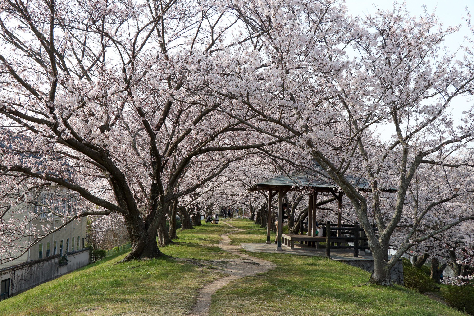 倉敷市 4月7日朝 酒津公園の桜 4月7日8時 既にお花見の人と桜の撮影の人が大勢来られていました ほぼ満開 明日か明後日には完全に満開になりそうです 酒津公園 桜 さくら 花見 Sakura 倉敷市 倉敷 Kurashiki クラシキ文華 クラシキ