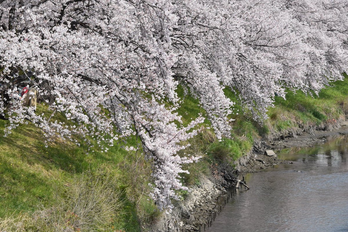 Tamineco 清洲城 愛知県清須市 清洲城 清須市 愛知県清須市 城 日本の城 桜 さくら 新幹線 織田信長 織田信長像 銅像 Tamineco 清洲城 愛知県清須市 清洲城 清須市 愛知県清須市 城 日本の城 桜 さくら 新幹線 織田信長 織田信長像 銅像