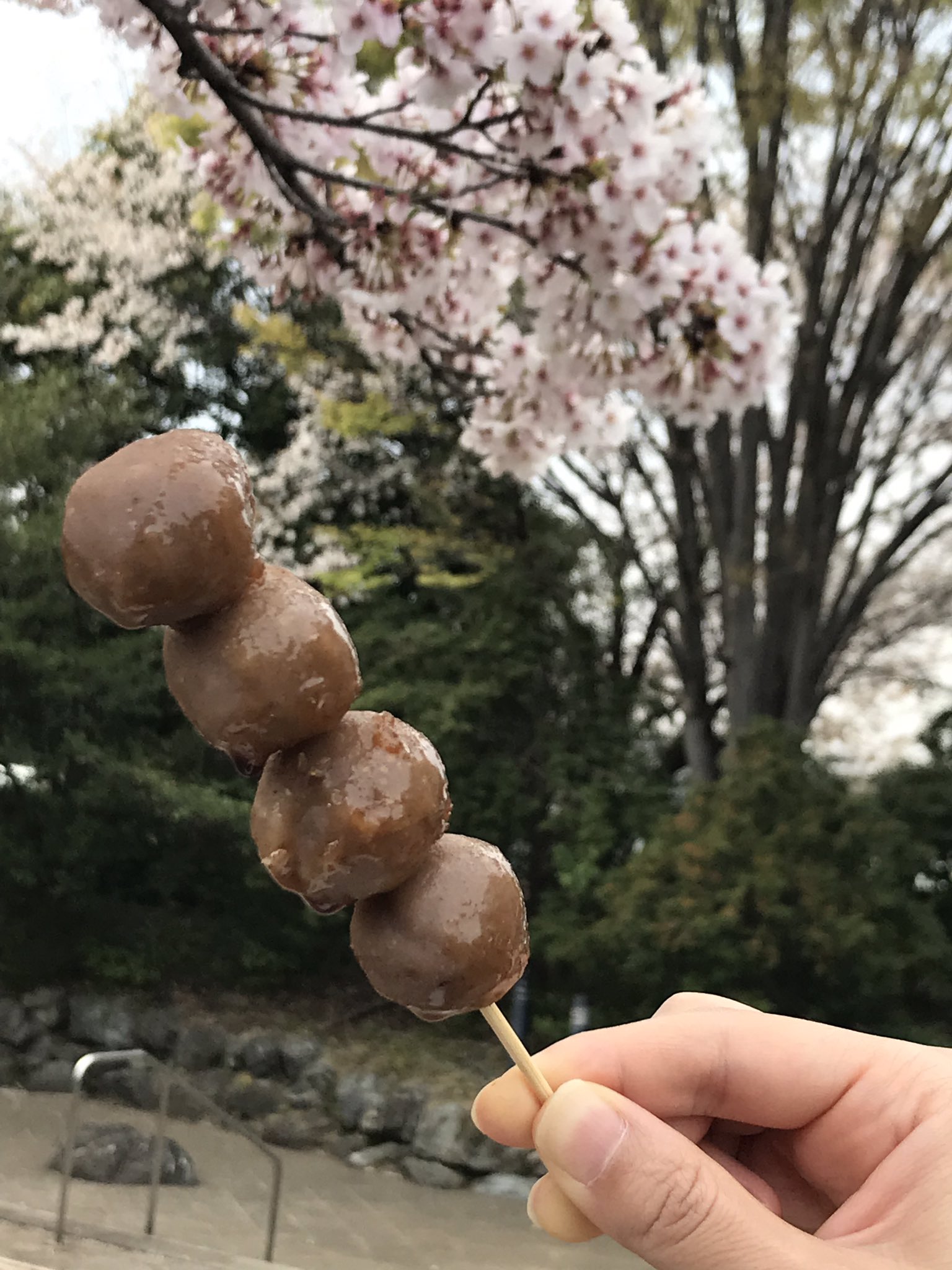 博物ふぇすてぃばる 公式 ドングリ団子を作ってお花見 スダジイを炊いて潰して丸めて蒸して 手間暇かけて作ってみました 不味い 固くてモソモソした食感と変な甘み 長い間ドングリを冷凍していたせいで 発生した冷凍臭 サクラの下で泣いています
