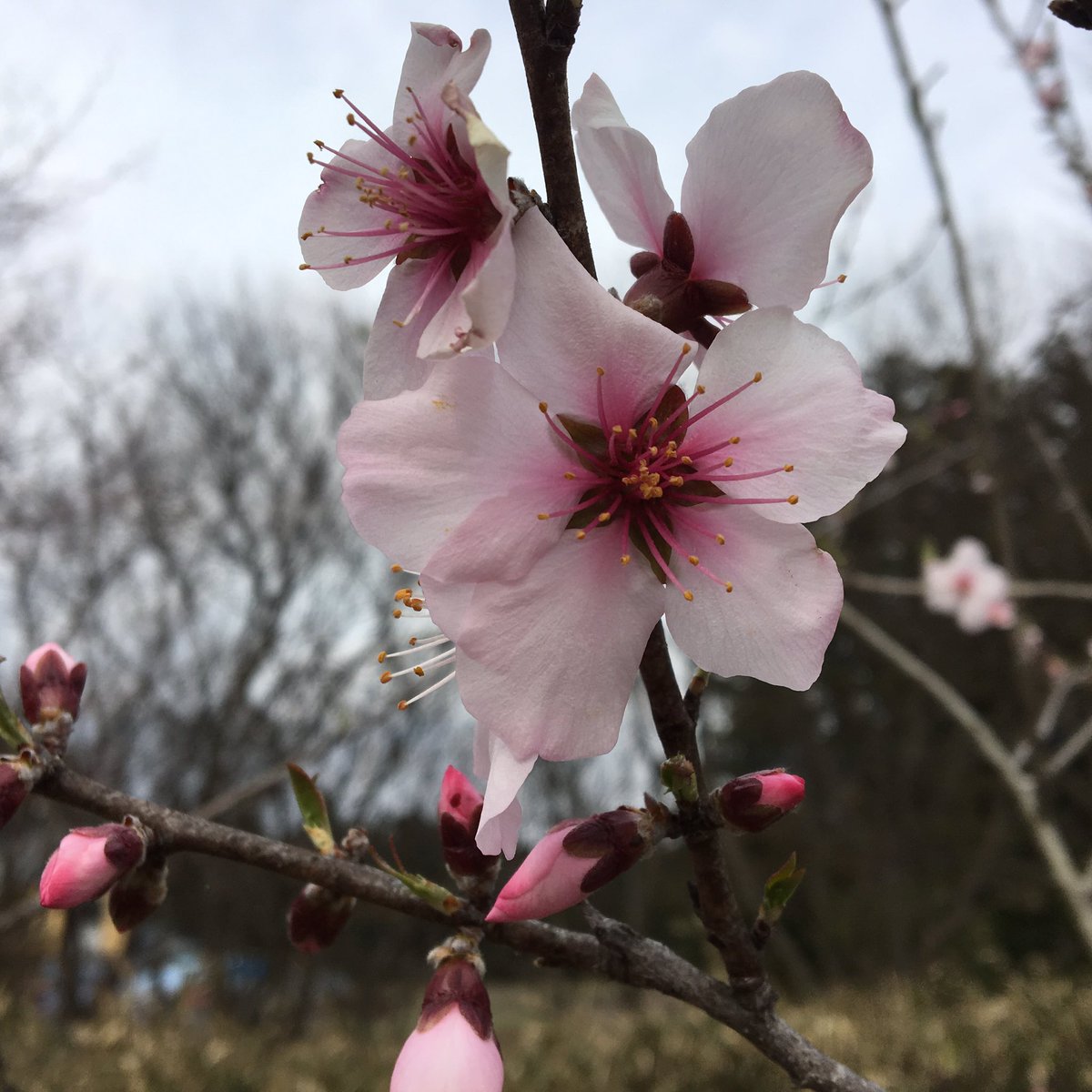 たーちゅー アーモンドの花が咲きました 今年は実がなるかなぁ 春 花壇 自宅庭 ガーデニング 花 春の花 アーモンド ピンク ピンクの花 Mygarden Mygardenflowers Garden Gardening Flower Flowers Spring Almond Almondflower Pink