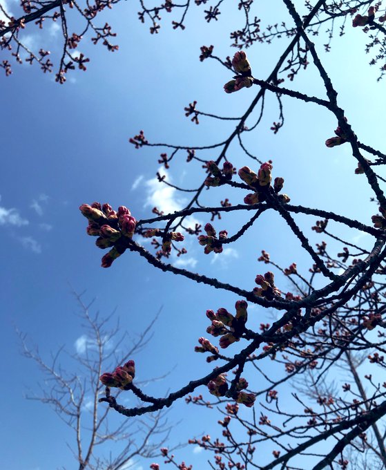 「枯れ木 花」のTwitter画像/イラスト(古い順)