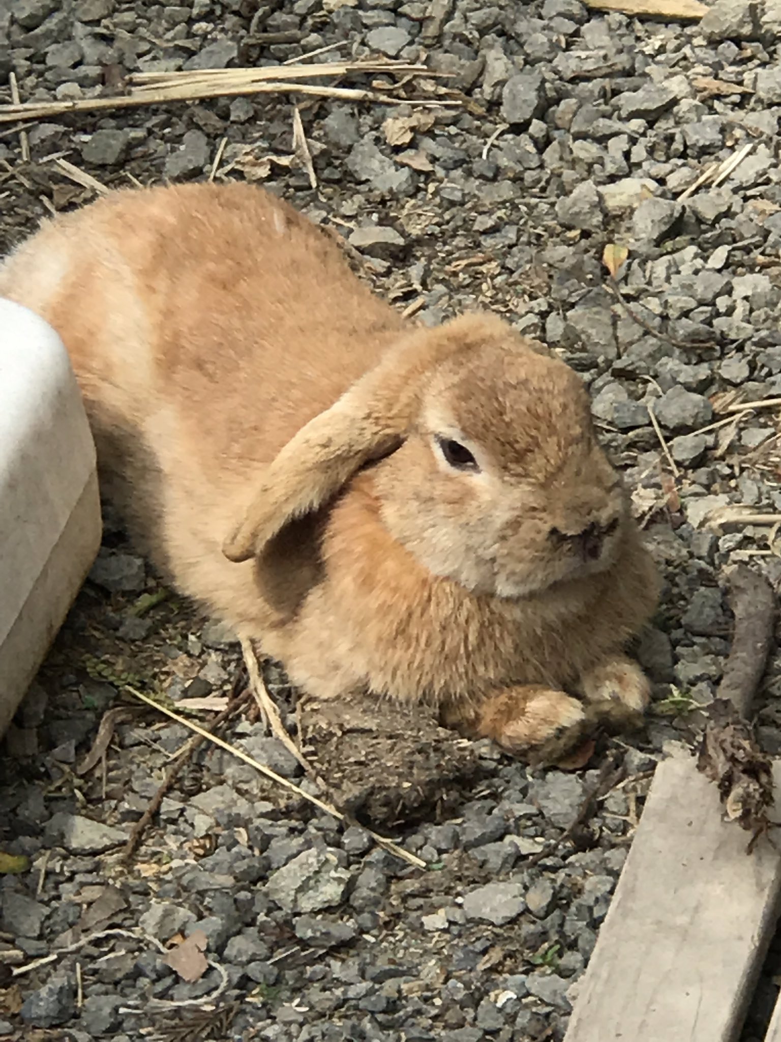 けけけ そして リアルうさぎ 長谷寺 うさぎ寺 雑草を食べるのが仕事 T Co Japjgynspb Twitter