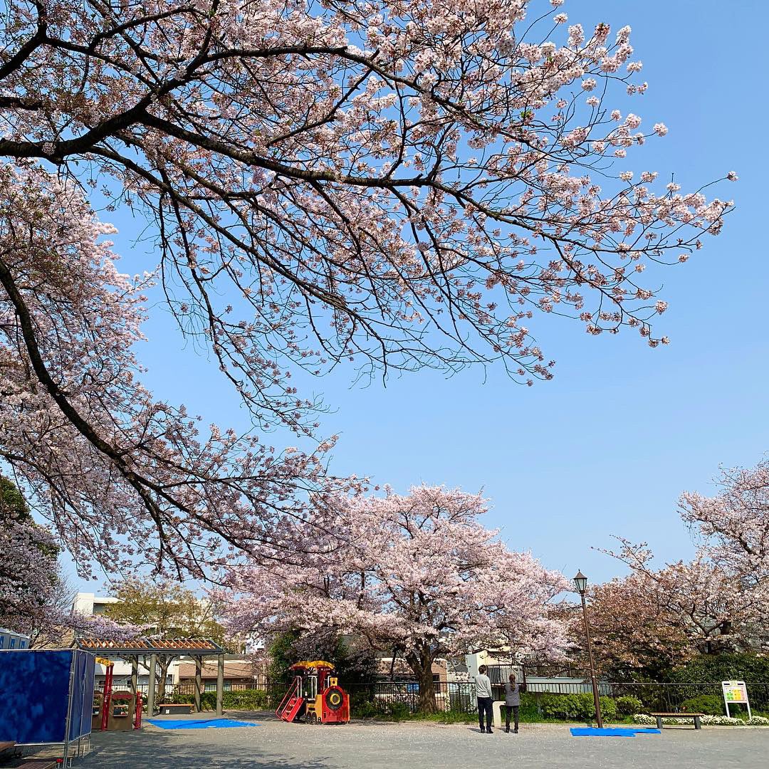 としお בטוויטר 掃部山公園の桜 花見日和 Sakura 桜 花見 掃部山公園 Yokohama 横浜 Myyokohama
