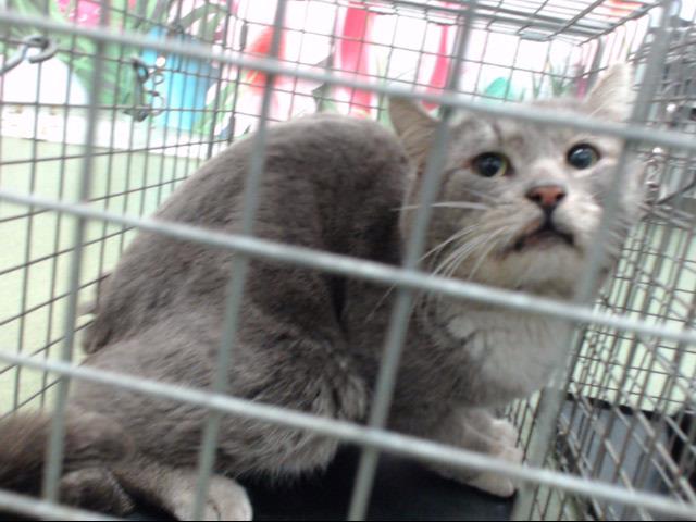 PeterAskin1's tweet photo. Scared in the trap grey tabby &amp; white kitty "Ringo" ID #A713368 at the hated #DevoreCA (San Bernardino) shelter is not yet ready for an eternal sleep! May die on Wednesday 04/10! Pledge for rescue/foster/share/save this cat! URGENT
https://t.co/QFrK9yPEWT https://t.co/kBCPnH653r