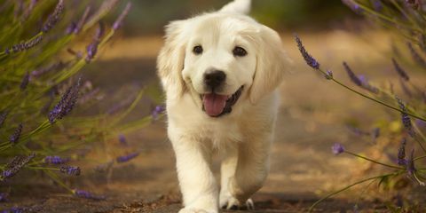 AnimalsWisdom's tweet photo. If you don't own a dog, at least one, there is not necessarily anything wrong with you, but there may be something wrong with your life.
— Roger A. Caras  #dogsoftwitter https://t.co/39hS1kyrTg