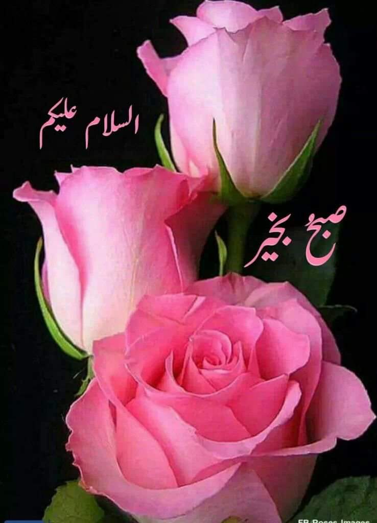 jojoj_ojojoj's tweet photo. 💟السَّــلاَمُ عَلَيـكُم وَرَحْمَة اللهِ

🌞صبح بخیر زندگی

💟خوبصورت زندگی کی تعمیر
💕دعاؤں پر ہوتی ہے
💕دعا کیجئے
💕دعا دیجیئے
💕دعا لیجیئے
💕دل کی گہرائیوں سے دعا ہے کہ 
💕خوبصورت زندگی ہمیشہ آپ کا نصیب رہے
💕ہمیشہ خوش رہیں خوشیاں بانٹیں

🍃آمین یا رب العالمین🍃

💟ہیپی سنڈے https://t.co/8bXt3vrVMw