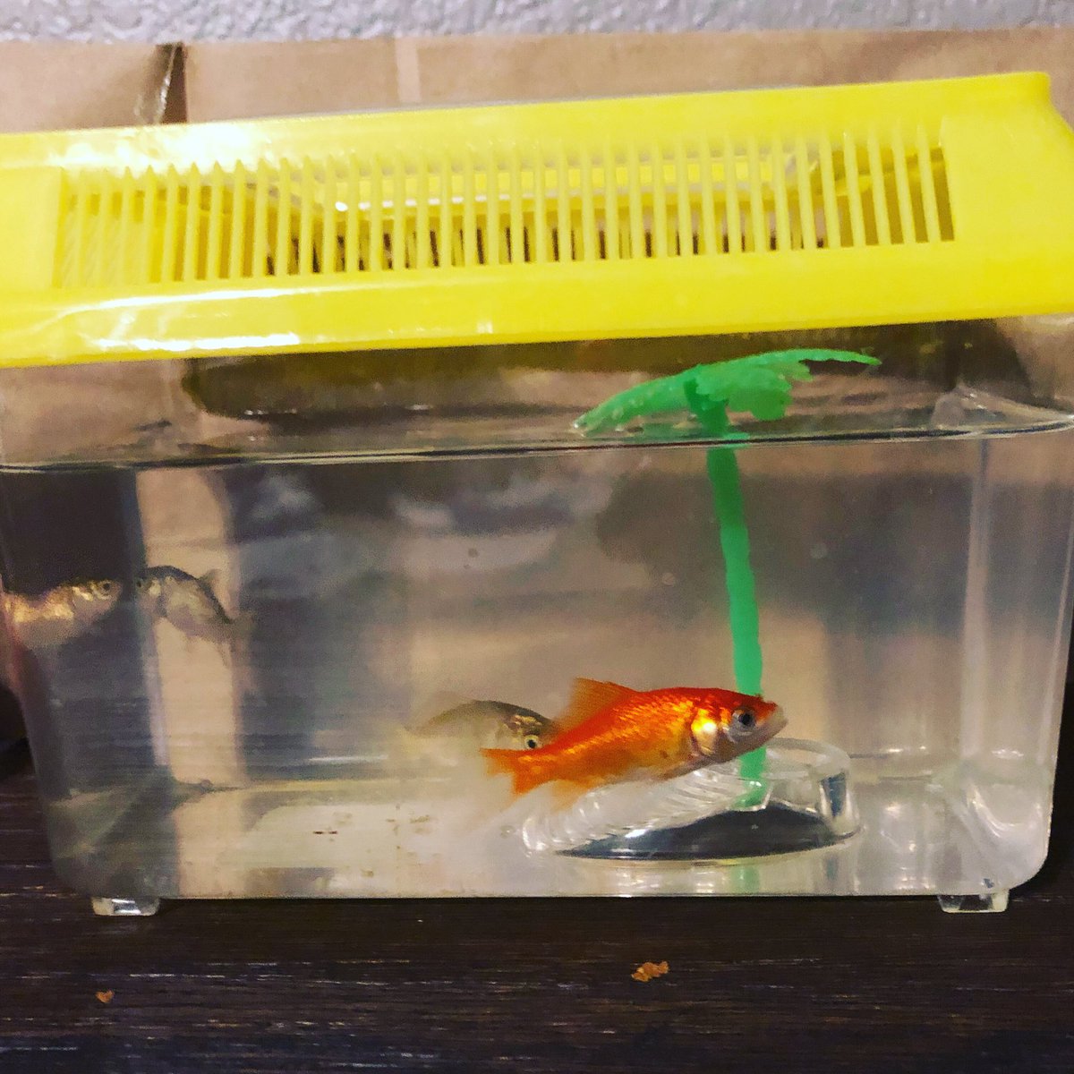 ABCmommy0407's tweet photo. Thought my daughter would #celebrate when her fish from the Fair were still alive today. They have exceeded my expectation thus far. #FairFish #rethinkchurch #day31 @umrethinkchurch https://t.co/x0iXmC0o3v