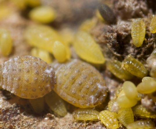 gomicroau's tweet photo. We are looking for #phylloxera - so that we can train our AI engines to detect them accurately. If you have access to these nasty creatures pls contact us. https://t.co/Jo1Wi2stKq  . Partner with us to find a solution. #viticulture  #pestcontrol https://t.co/R4Uj25EjMd