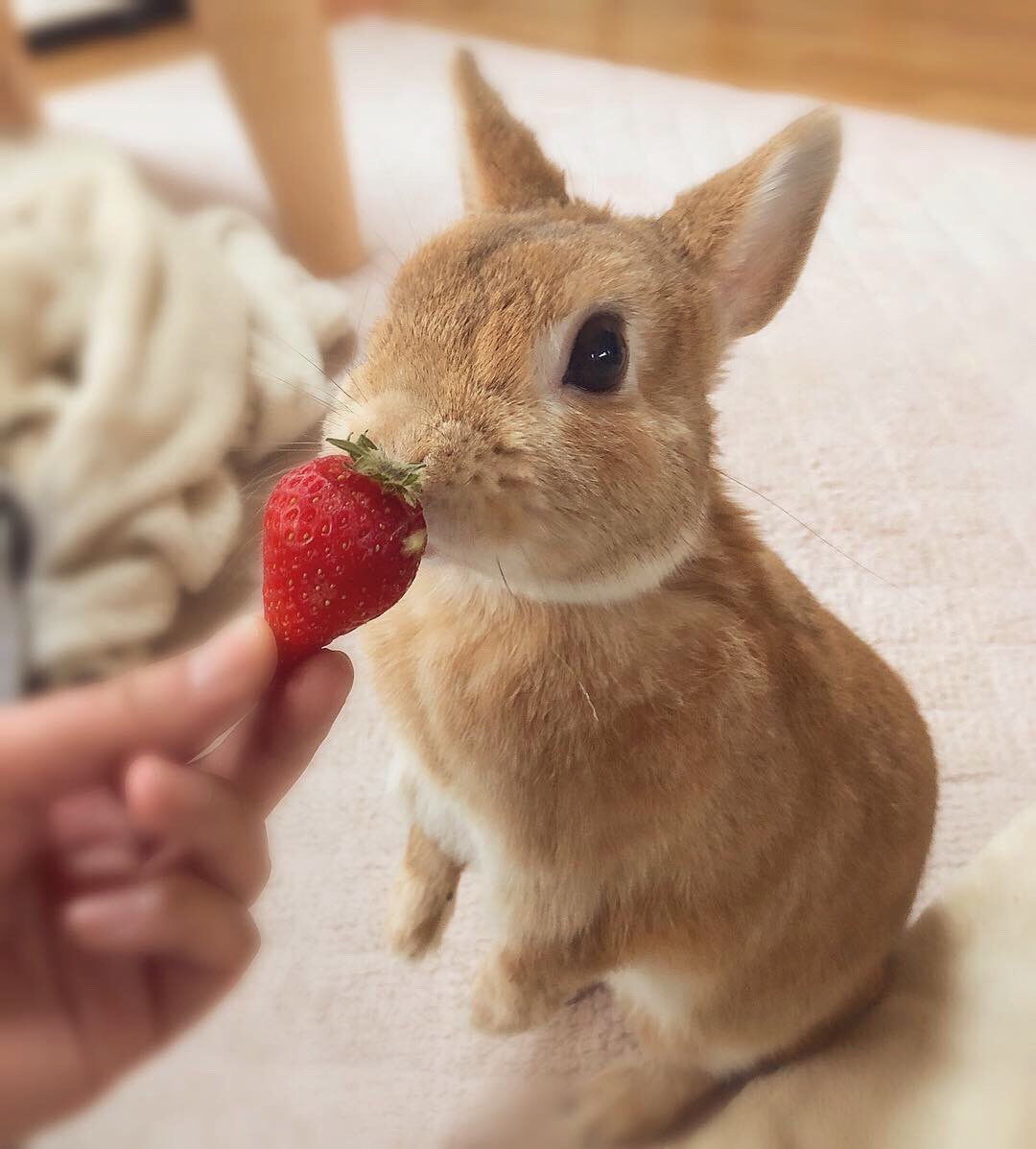 うさぎのラン ㅅ A Twitter いちご でも ボクは葉っぱしか食べない派です W もぐもぐ うさぎ ラン