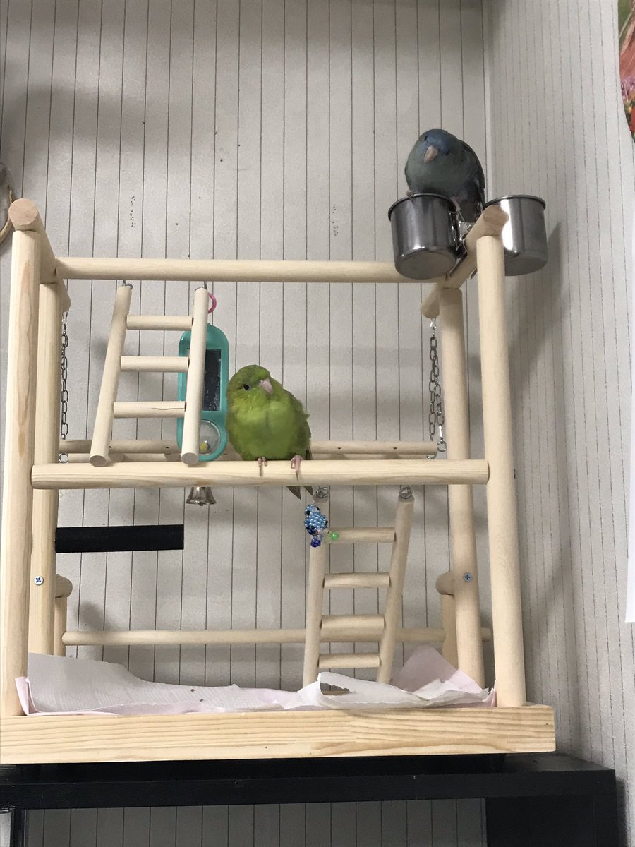 新しい外のお家にやっと慣れたかな😊#サザナミインコ
