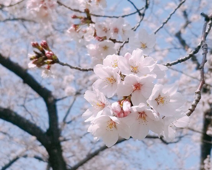 「ぼかし 桜」のTwitter画像/イラスト(古い順)