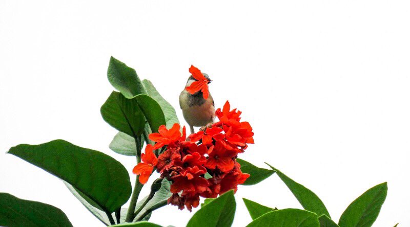chandanaroy24's tweet photo. The Scarlet Cordia trees are everywhere and it’s a joy to see sparrows, bulbuls, and sunbirds feeding upon the nectar and the red petals.
#ScarletCordia #TreesOfUAE #Sparrow2019 #redflowers #trees #GeraniumTree https://t.co/m7ts8nRpK1