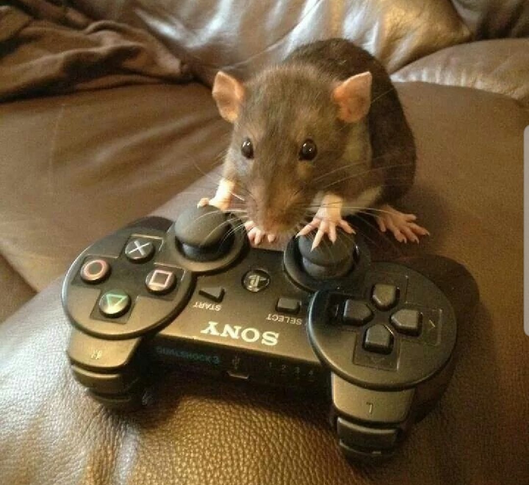 SamGreszes's tweet image. fucking SICK and TIRED of all the FAKE GAMERS on insta

#hardcoregamer #gamersrights