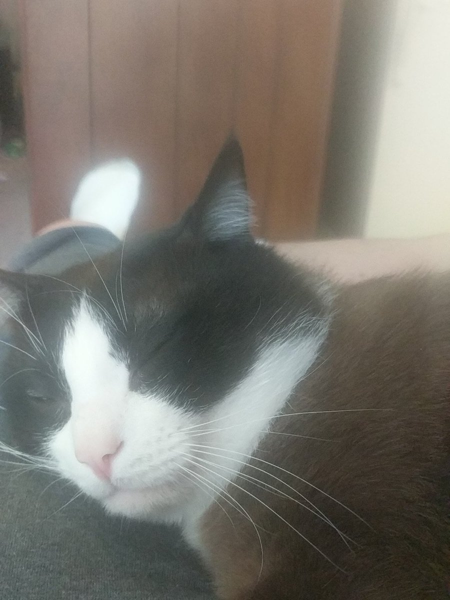 bobcatsben_ben's tweet photo. @TomRBoyden @FitnessByBlue I got a black and white cat 😂 https://t.co/yxgZ2cRDDK