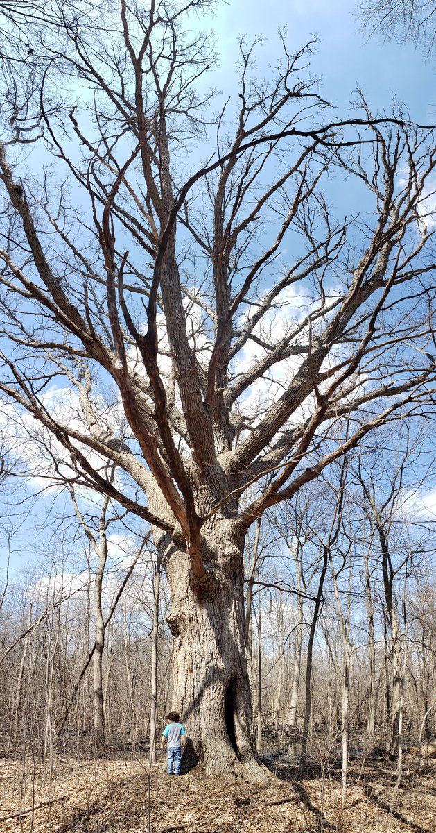 TribbleProblem's tweet image. #ShelbyTwpTree