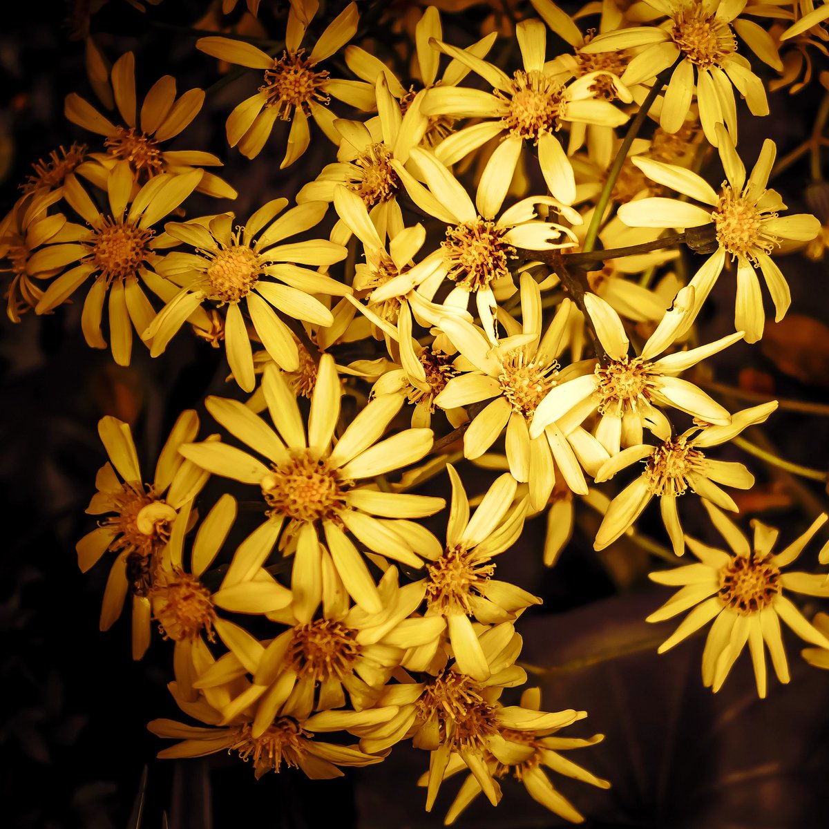 ・yellow blooms・黄いろい花
#flower #bloom #macrophotography #macro 
#花 #はな #花撮り人 #花が好きな人と繋がりたい #花フレンド
#写真好きな人とつながりたい
#写真撮るのが好きな人と繋がりたい #ファインダー越しの私の世界