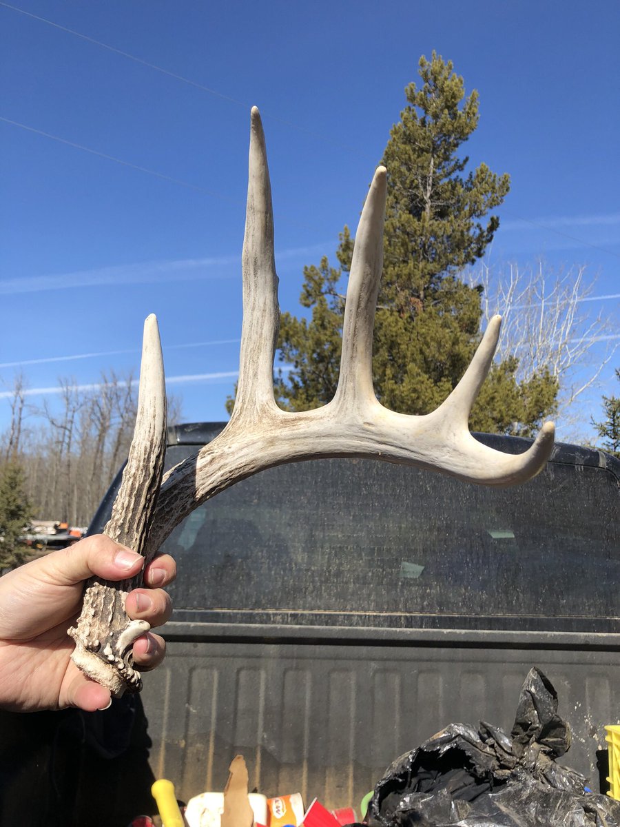 #2019 #deer #shed #antlers #Alberta #Bowzone