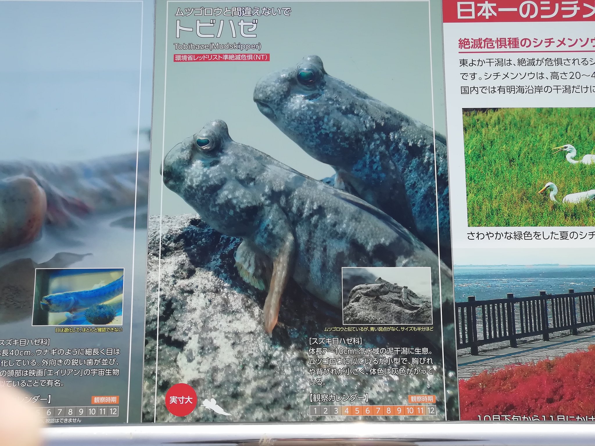ひめしょこ そろそろムツゴロウが見れる季節になってきたから 干潟よか公園 に行き一時間ほど粘ったけどトビハゼしか確認できず よくムツゴロウと間違われるけど青い斑点が無く小柄なものはトビハゼと言って別の生き物 有明海は絶滅危惧種と固有種が沢山