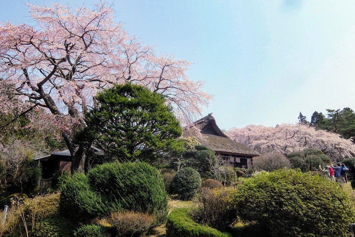 かすり 桜満開の御殿場 ヽ 御殿場市の風景 御殿場桜まつり 秩父宮記念公園 東山観音堂 桜 さわやかウォーキング