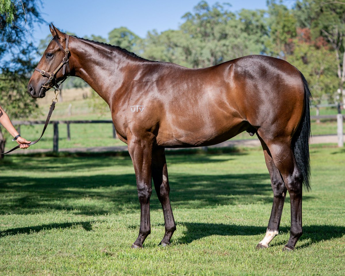 馬 Le Cheval♘♞ tweet media