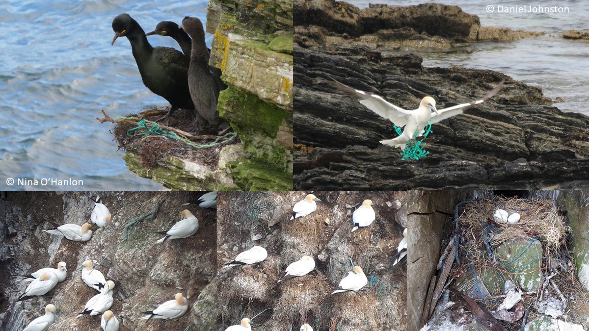 #WSTC5 1
Despite all the attention around #marineplastic & #seabirds we lack quantitative information on entanglement & nest incorporation for most species
#ornithology #ContSesh1
bit.ly/2TZA8nM bit.ly/2CYGFtf