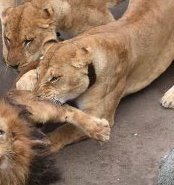 nshera_fc's tweet photo. In case you missed the Nshera vs Ebicuncu game.
Here are the highlights 😂😂
#WeBleedNshera #LionsLeagueX #TableLeaders https://t.co/aeh3J1Qlts