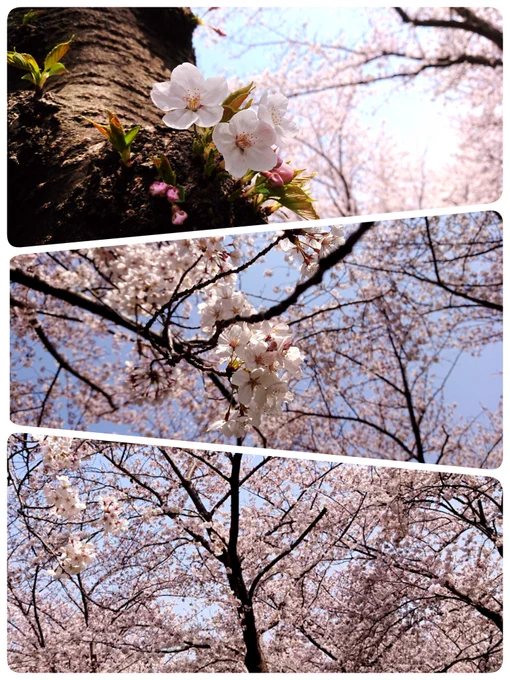 #桜 
