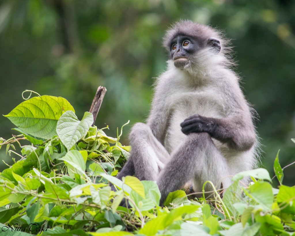 シロアシリーフモンキー (Presbytis siamensis)