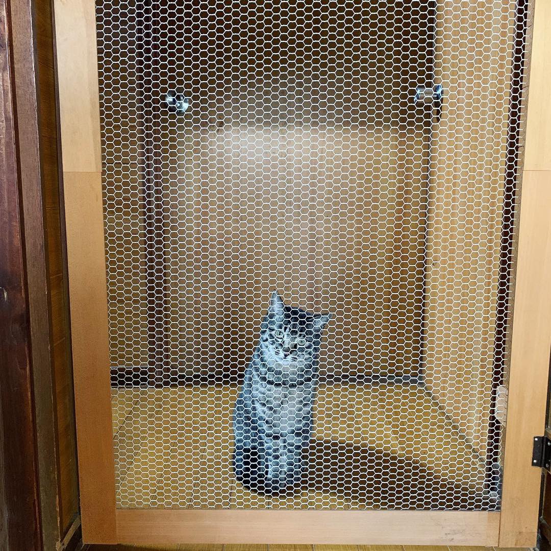 優雅 猫 脱走 防止 手作り 壁紙イラストHD