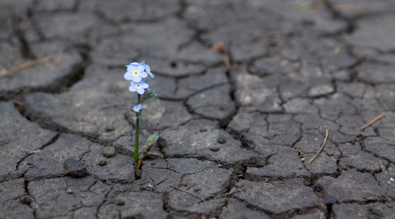 PaxChristi's tweet photo. We are called to be "givers of hope" says Fr. Paul Lansu in his reflection on today's readings for the Fifth Sunday of #Lent #LiveHope #LivePeace #40Days https://t.co/a0U9xDbn5E https://t.co/W6C0oRXvnN