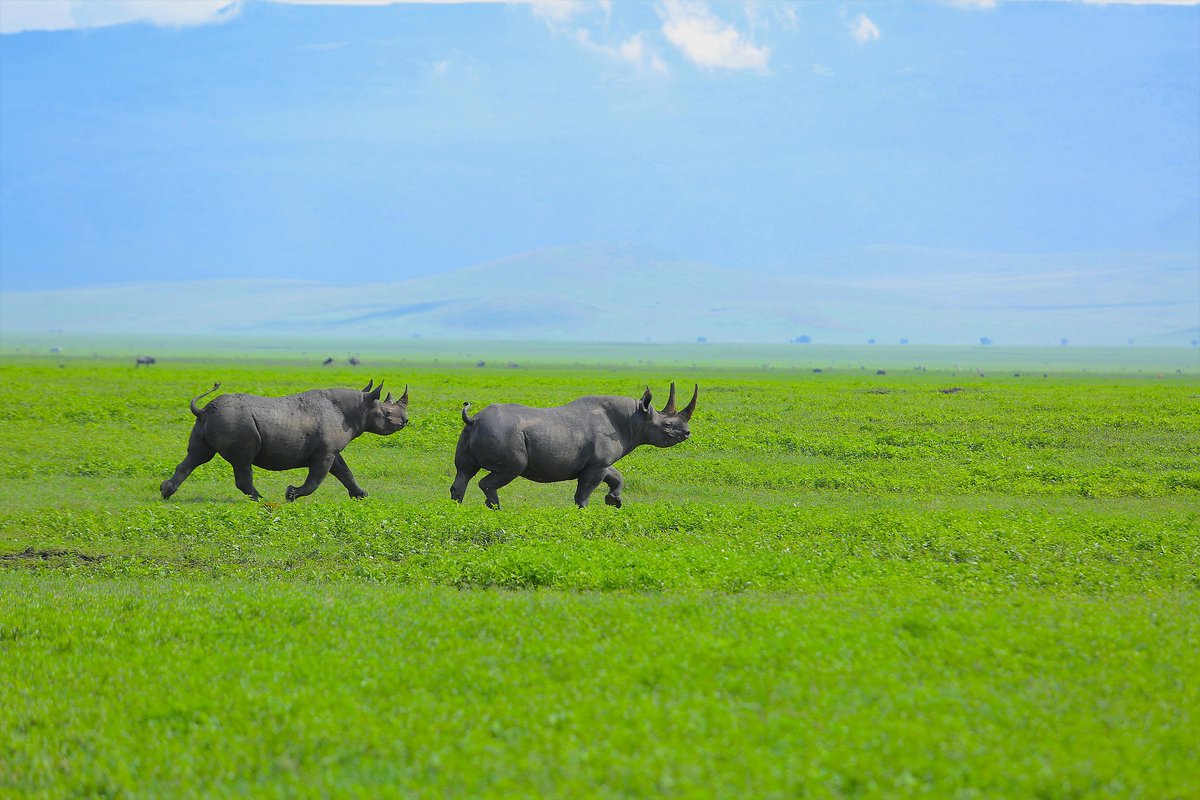 WBGTanzania's tweet photo. Hellow #Tanzania!! ...😊

 ...Care to share your most important #Tanzania #Ngorongoro #rhino fact? Sharing is caring... 😉

...and you could win something... (be among the first to share) 😎

#ItIsSunday 🤗 https://t.co/9S3iUUFbQm